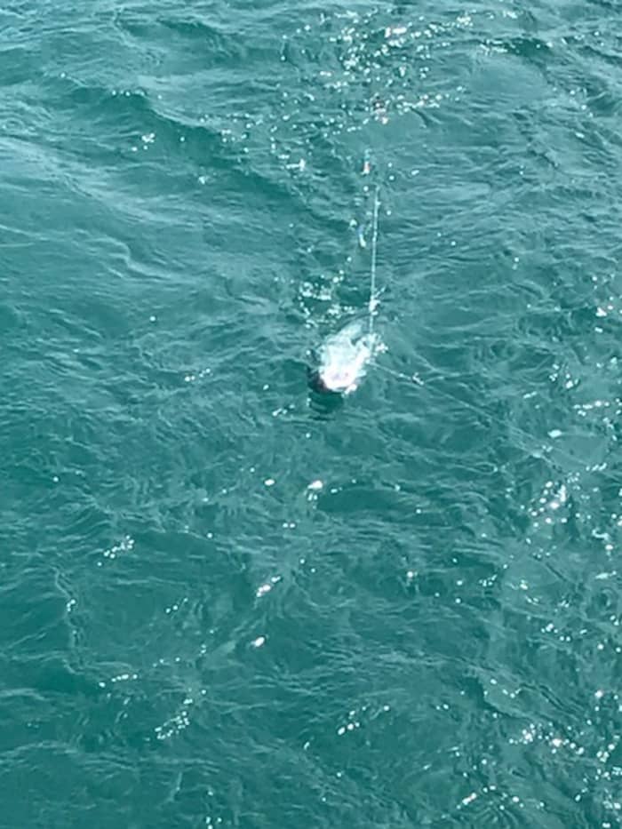 Rilassatevi a Saint-Quay-Portrieux: 5 ore e mezza di sole su una barca a vela.