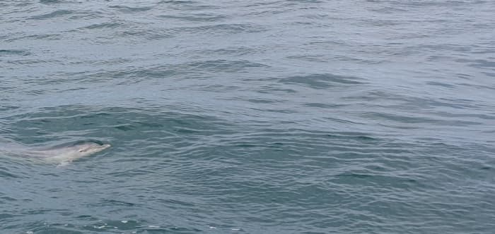 Rilassatevi a Saint-Quay-Portrieux: 5 ore e mezza di sole su una barca a vela.