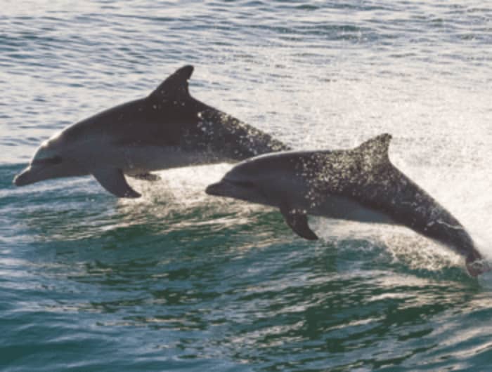 Mediterrane magie: dolfijnsafari en verkenning van de Costa Blanca (6 uur)
