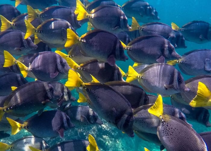 Parc national des îles Marietas : excursion d'une journée complète TOUT COMPRIS