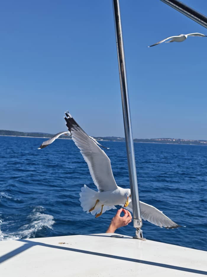 Full-Day Private Yacht aroundPula@NP Brijuni⭐ 100% Private Experience — No Other Guests on Board