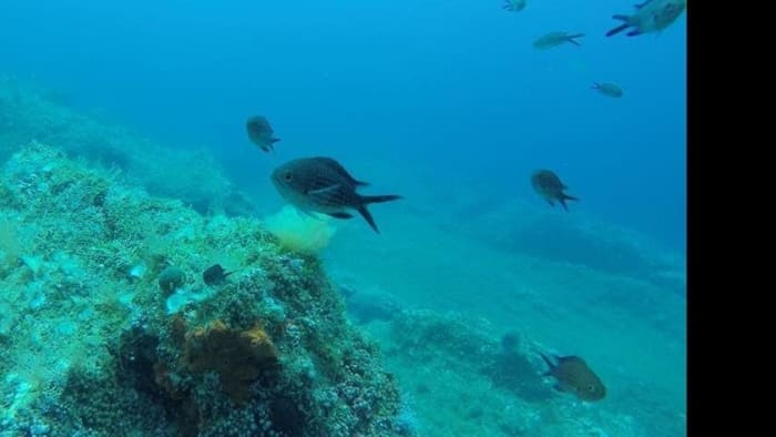 Tour of the Scopello coast and the Zingaro Nature Reserve