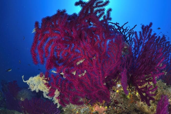 Tour of the Scopello coast and the Zingaro Nature Reserve