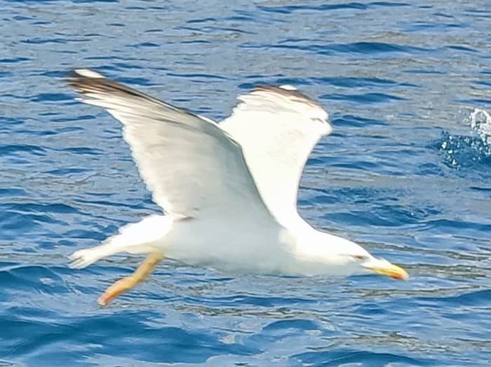 Entdecken Sie die Lérins-Inseln: Schwimmen, Schnorcheln, Stand-Up-Paddling, Erkundung der Küste zwischen Antibes und den Inseln...
