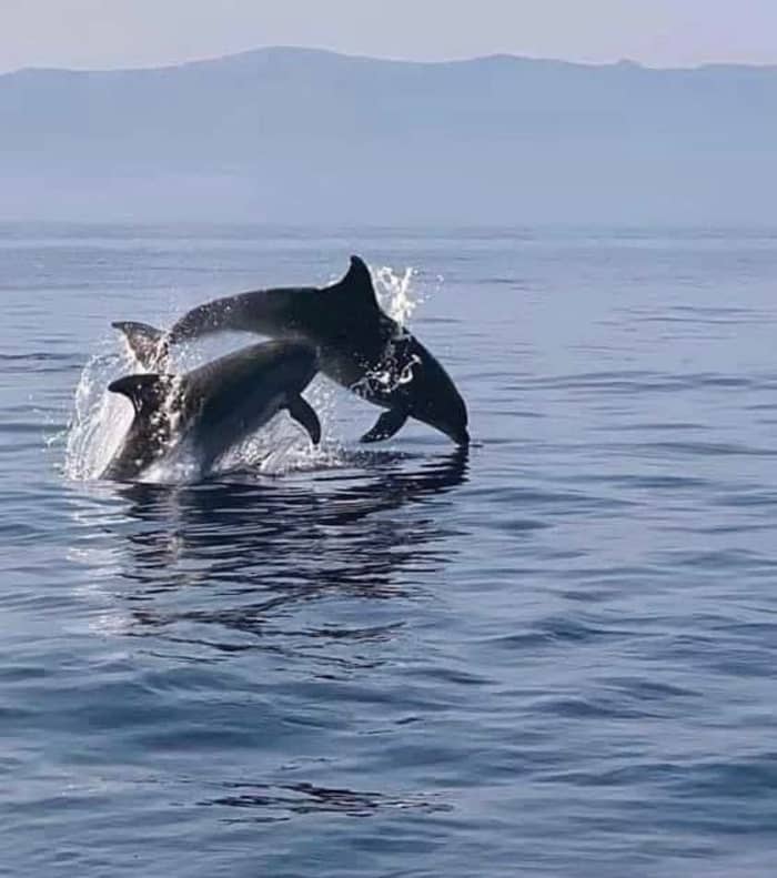 Utforska Murters gömda vikarna på en motoryacht