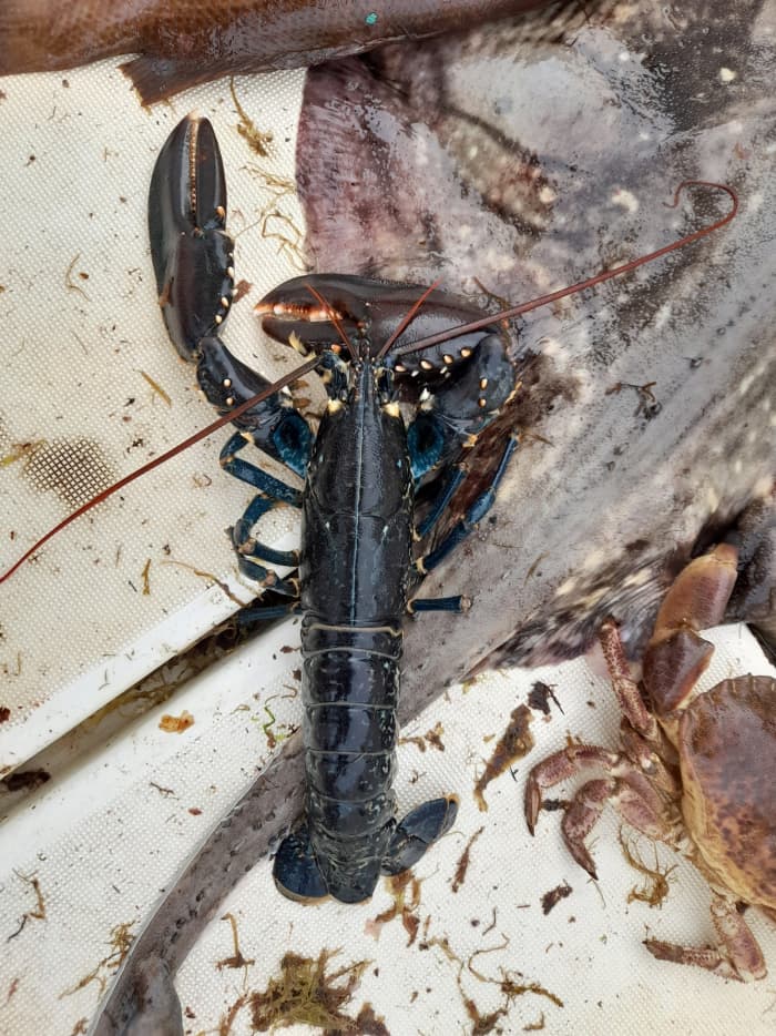 Excursion en bateau à moteur d'une demi-journée à Barneville-Carteret