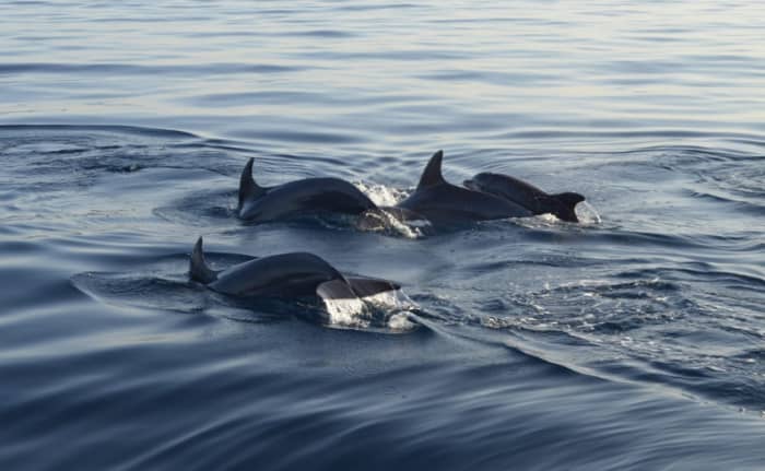Dolphin Watching Tour in Benalmádena