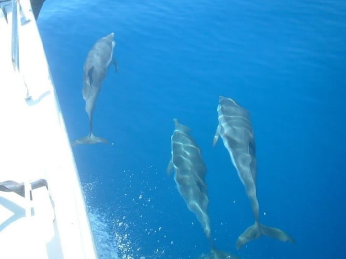 Sorrento by sailboat: the peninsula's caves and coves