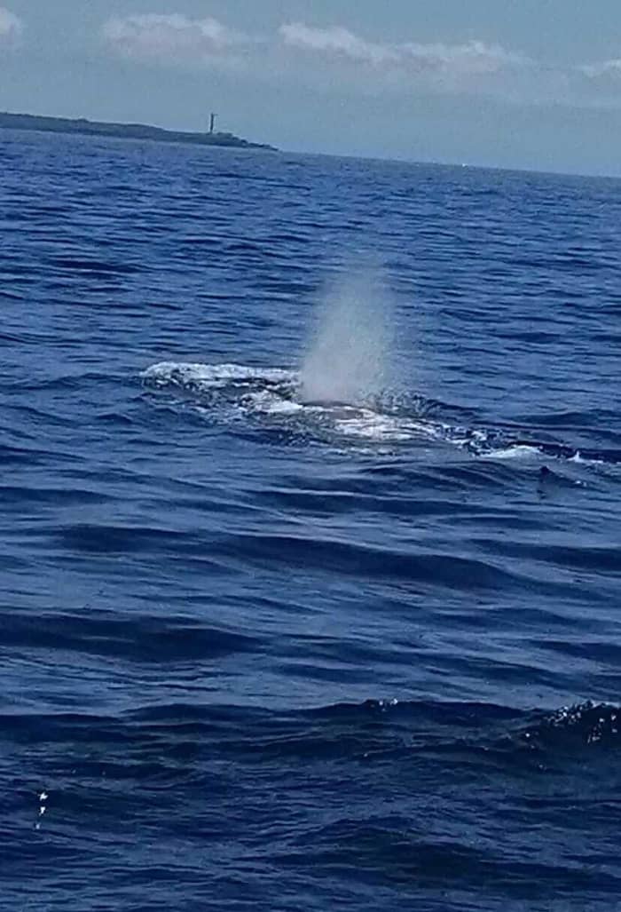 Votre bateau à moteur privé pour une journée autour de Tenerife
