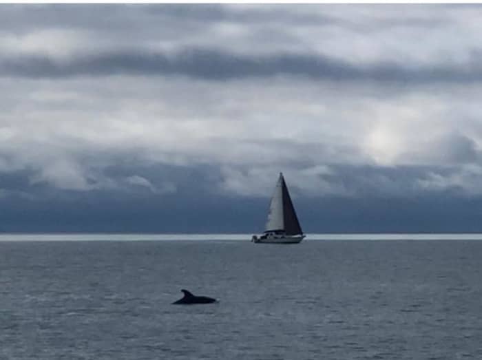 Een dagtocht zeilen in Marina di Grosseto op een zeilboot.