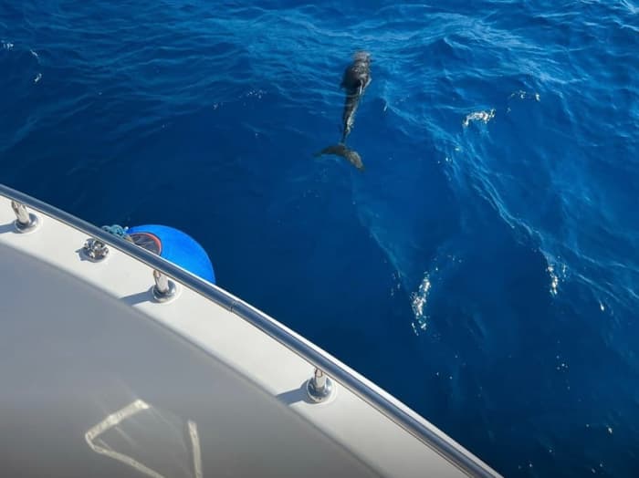 **Private Cruise from Hurghada – Snorkeling, Fishing & Magawish Island - Up to 10 guests - €760**
