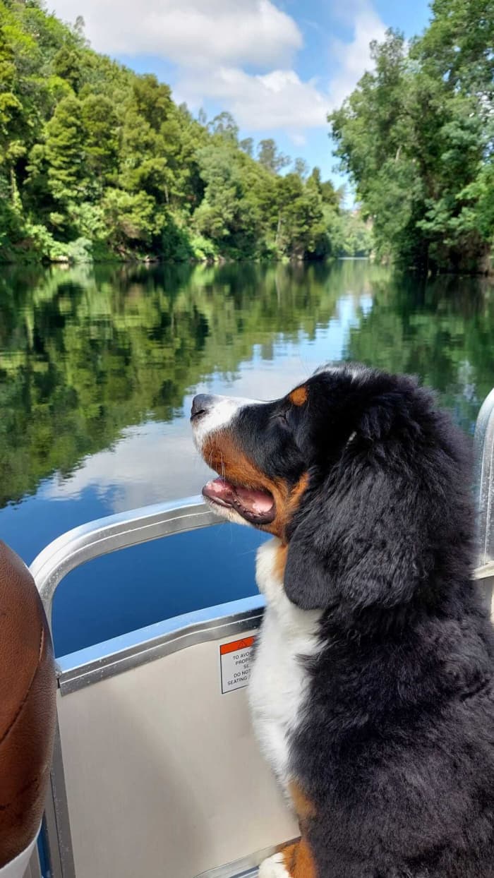 Discover Castelo de Paiva on a half-day motorboat trip