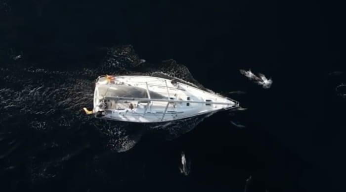 Scopri Cadice con un'escursione in barca a vela di un'intera giornata.