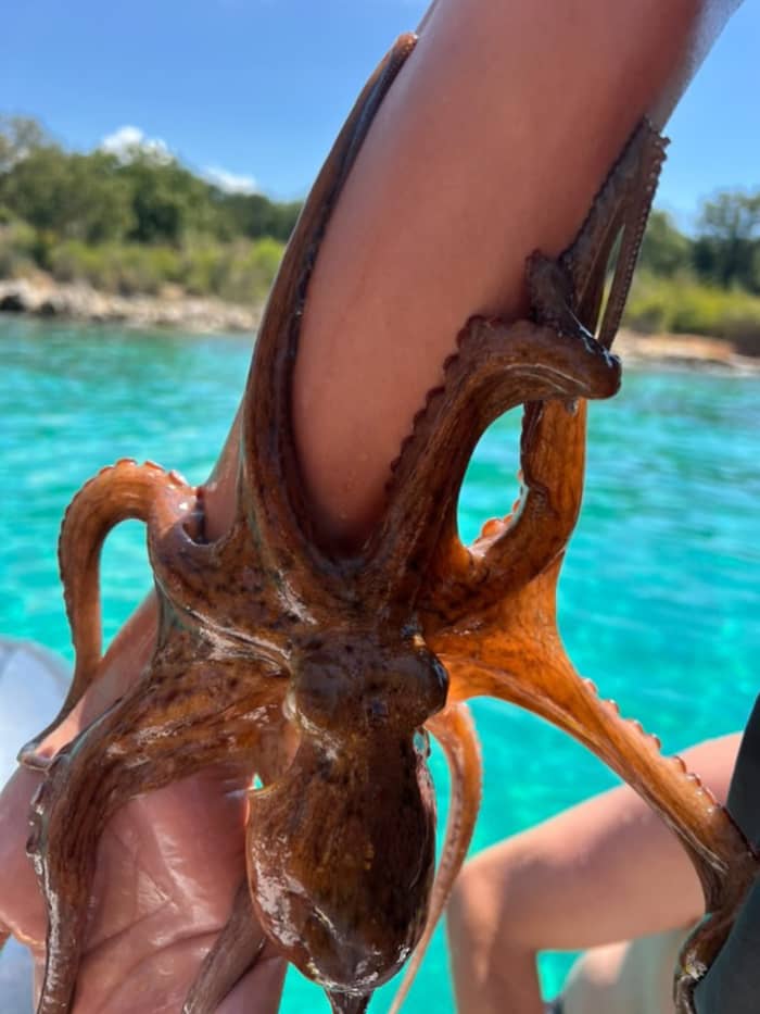 Daily tour with swimming-snorkeling, fresh fish on BBQ