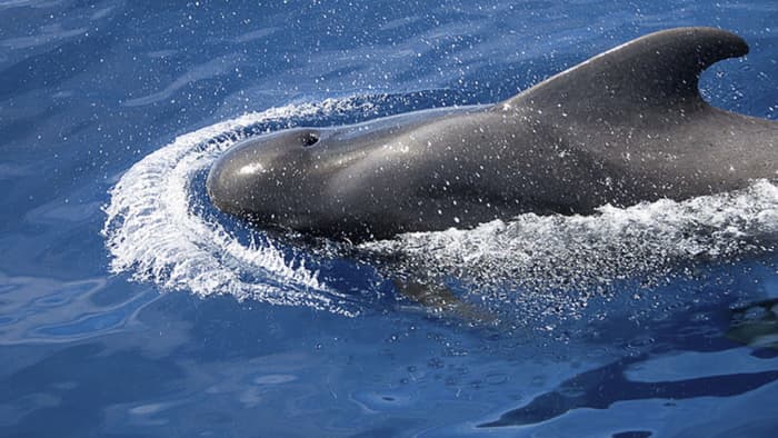 Discover Costa Adeje on a sailboat for a full day
