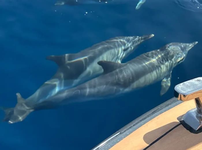 Private Dolphin Watching & Coastal Cruise in Estepona