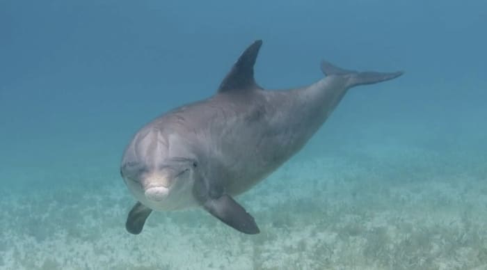 Turks e Caicos: excursão de dia inteiro pelas ilhas e joias escondidas
