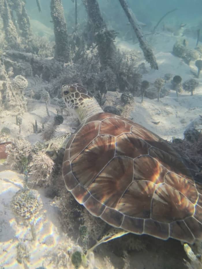 Turks e Caicos: excursão de dia inteiro pelas ilhas e joias escondidas