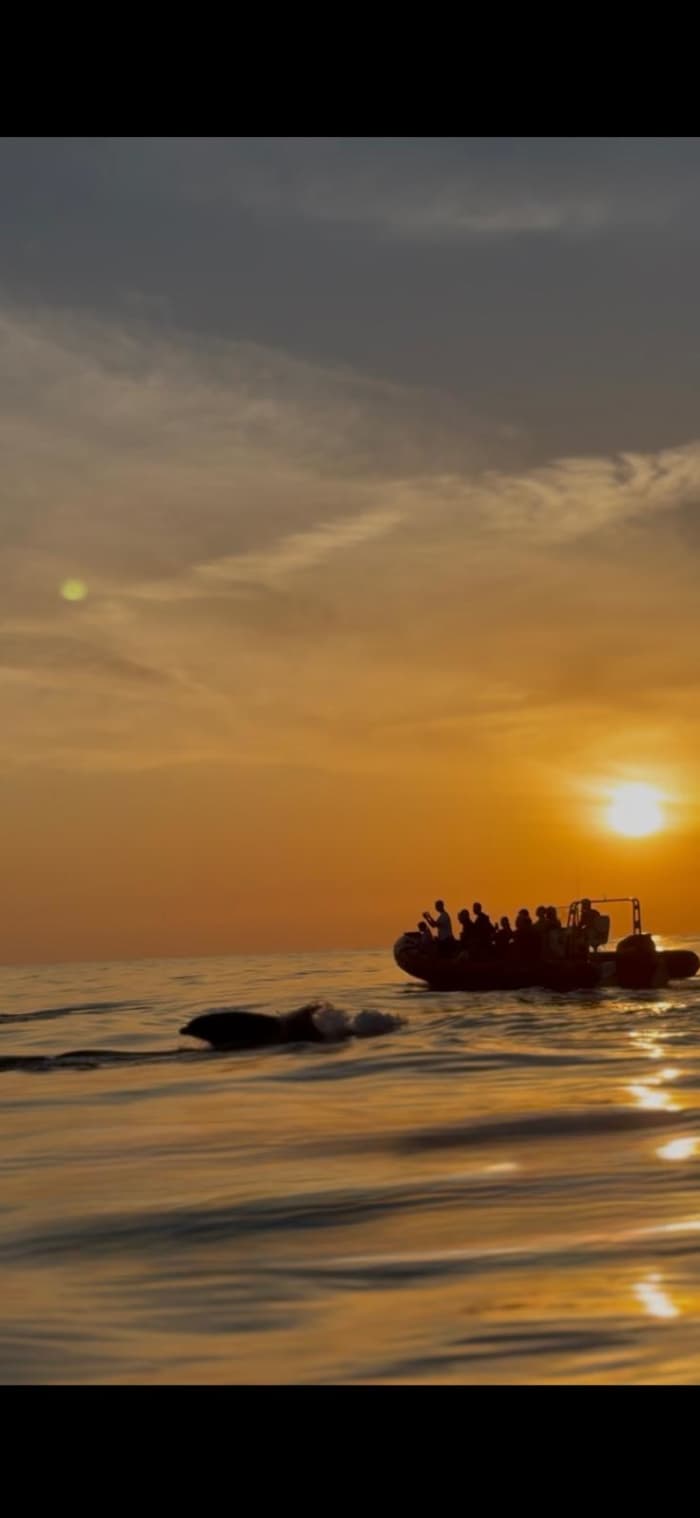 Dolphin watching excursion