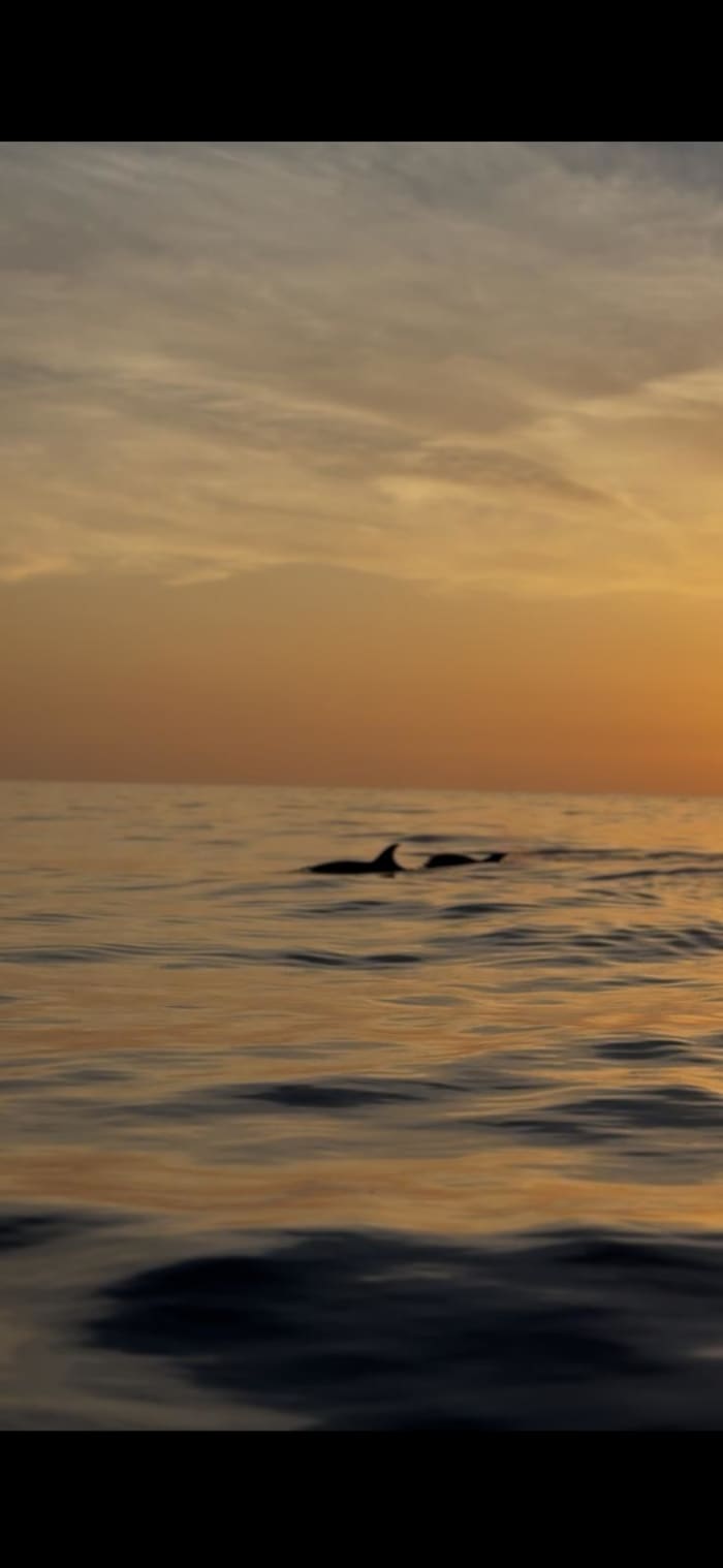 Dolphin watching excursion