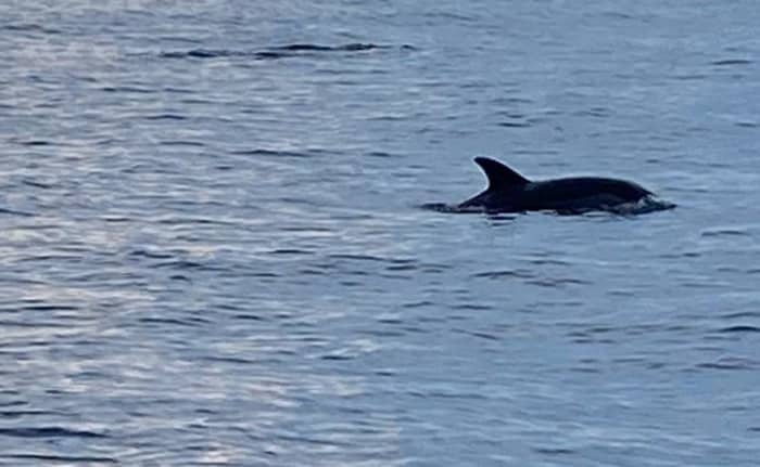 Erkunden Sie Campomarino und genießen Sie einen ganzen Tag Segeln auf einem Segelboot.