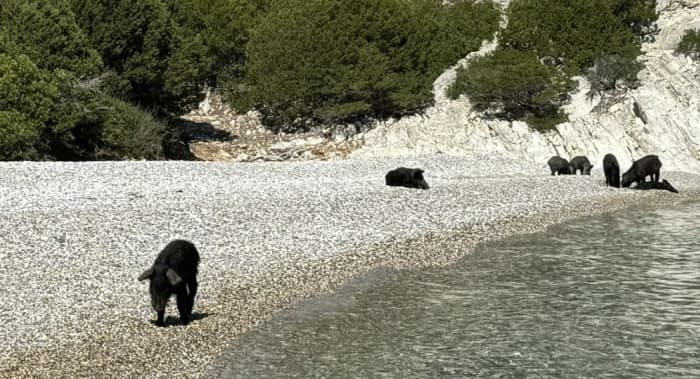* Witness the PIGS BAY in ATOKOS island *