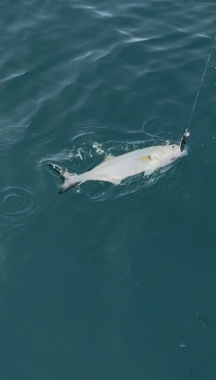 Fiskebåtstur i Alicante från Santa Pola: 16 meter segelbåt, bekväm med skeppare och all inclusive