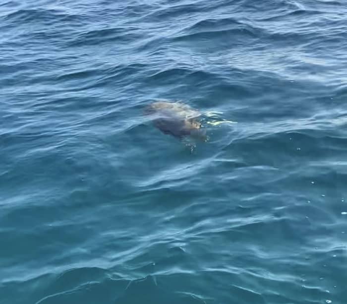 Profitez du soleil lors d'une excursion en bateau de 8 heures à Lizzano