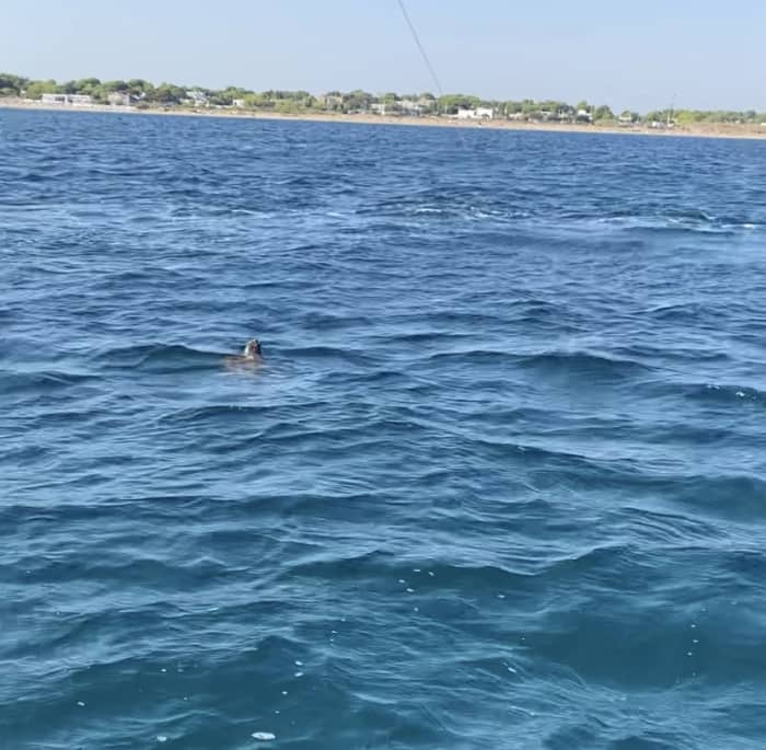 Profitez du soleil lors d'une excursion en bateau de 8 heures à Lizzano