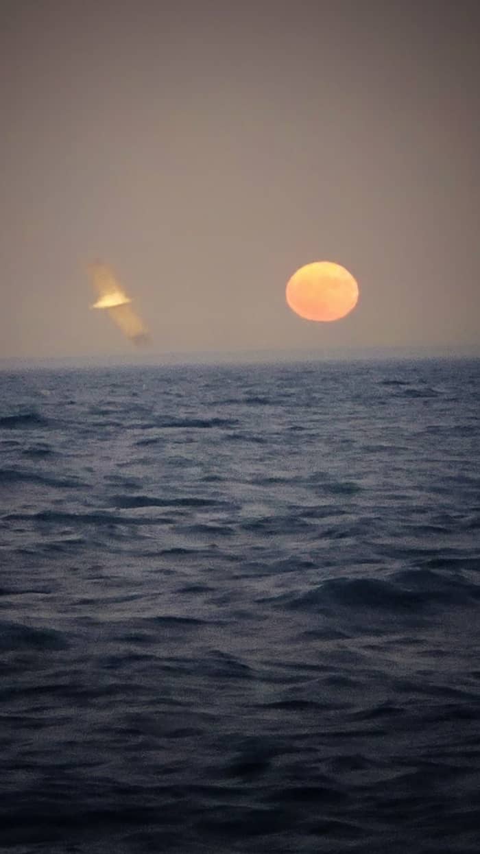 Pique-nique gastronomique à bord : croisière de 2 heures avec vin rosé ou blanc à Ponta da Piedade