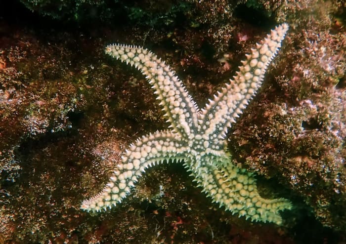 Expédition de plongée en apnée de 4 heures en Algarve en bateau