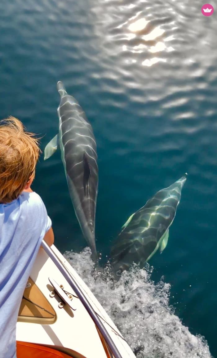 4 Hours of Dolphin Dreams: Why This Extended Marbella Tour Is Costa del Sol's Best Wildlife Experience