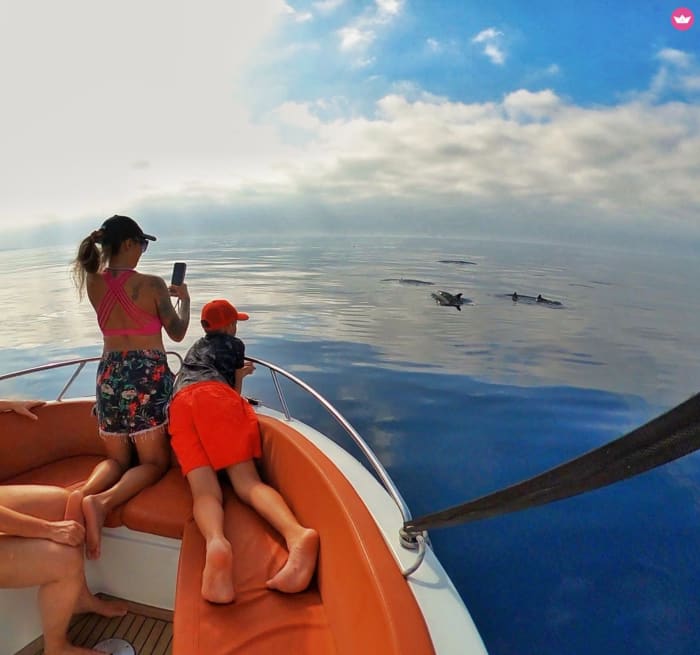 4 Hours of Dolphin Dreams: Why This Extended Marbella Tour Is Costa del Sol's Best Wildlife Experience