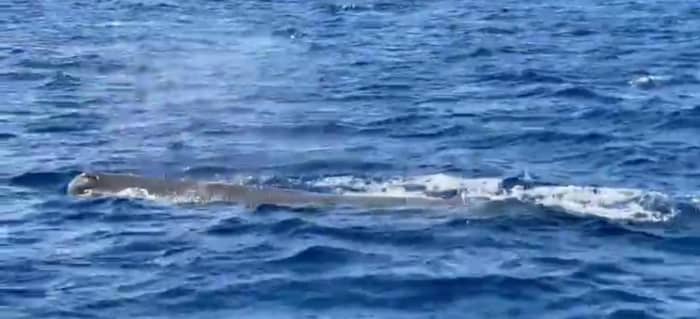 O ritmo de Les Trois-Îlets: momentos inesquecíveis em um catamarã