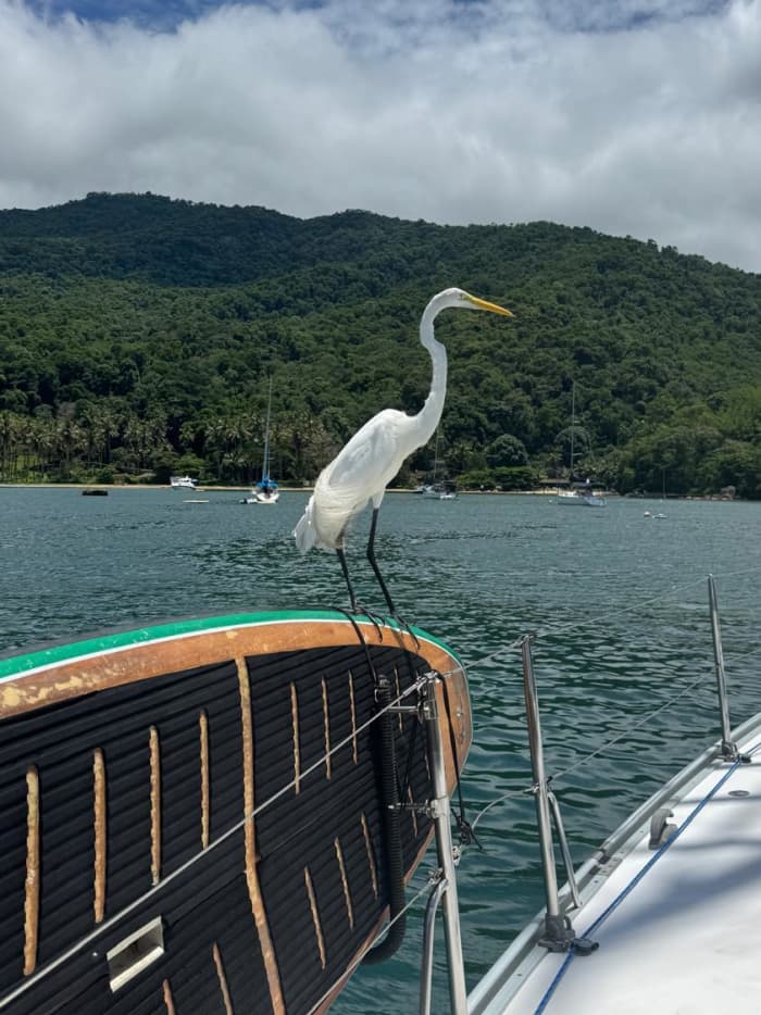 Une journée magique à Ubatuba à bord d'un voilier
