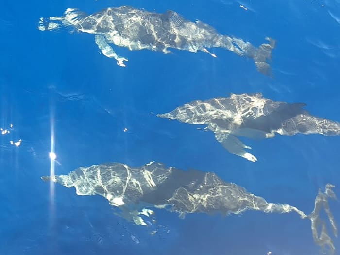 Zeilavontuur van een hele dag: ontdek Malta vanaf zee