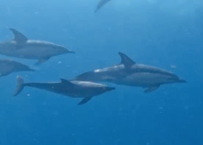 Passeio de barco com tobogãs gigantes, mergulho com snorkel, atividades e almoço.