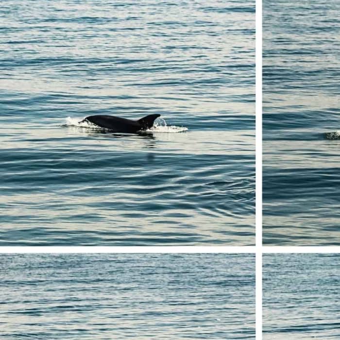 Passeio de barco com tobogãs gigantes, mergulho com snorkel, atividades e almoço.