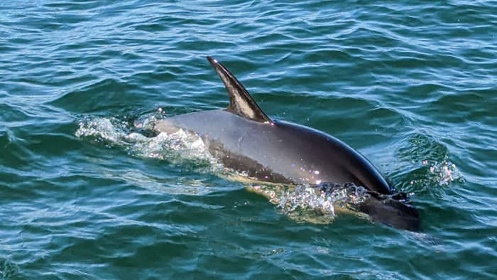 ⚓ Half-Day Boat Sailing: Private 4-Hour Sightseeing Lisbon and Sail Practice