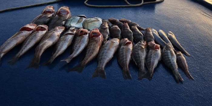 Excursion de pêche privée en soirée avec un skipper local