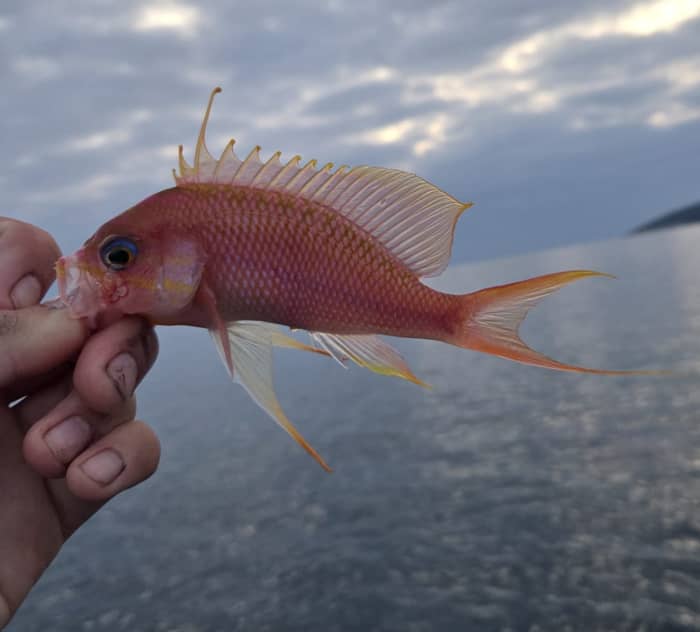 Excursion de pêche privée en soirée avec un skipper local