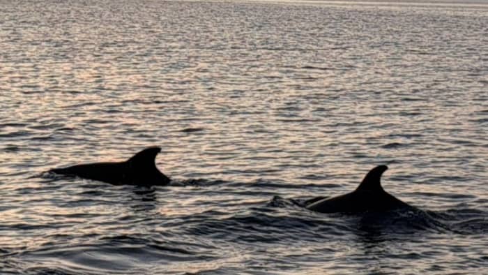 Medulin: Golden Hour Cruise with Dolphins, Prosecco & Snacks