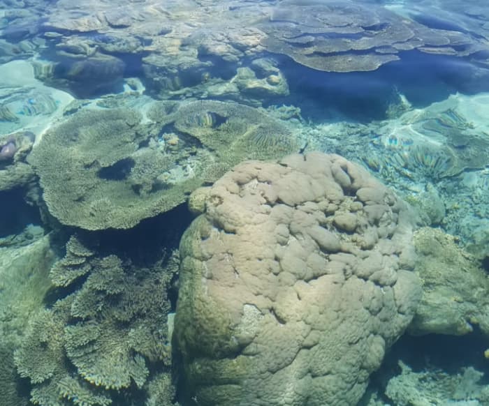 Un descubrimiento marino ecológico de 3h30 alrededor de Île aux Aigrettes