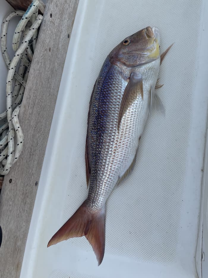 Expérience de pêche complète à Saranda – Combo jigging et spinning