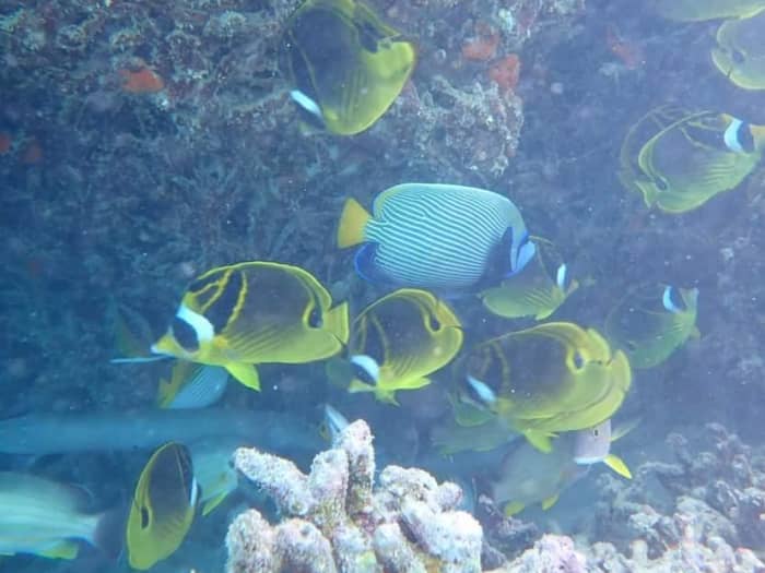 “Treasure Lagoon” – Eendaags maritiem avontuur vanuit Pointe Jérôme