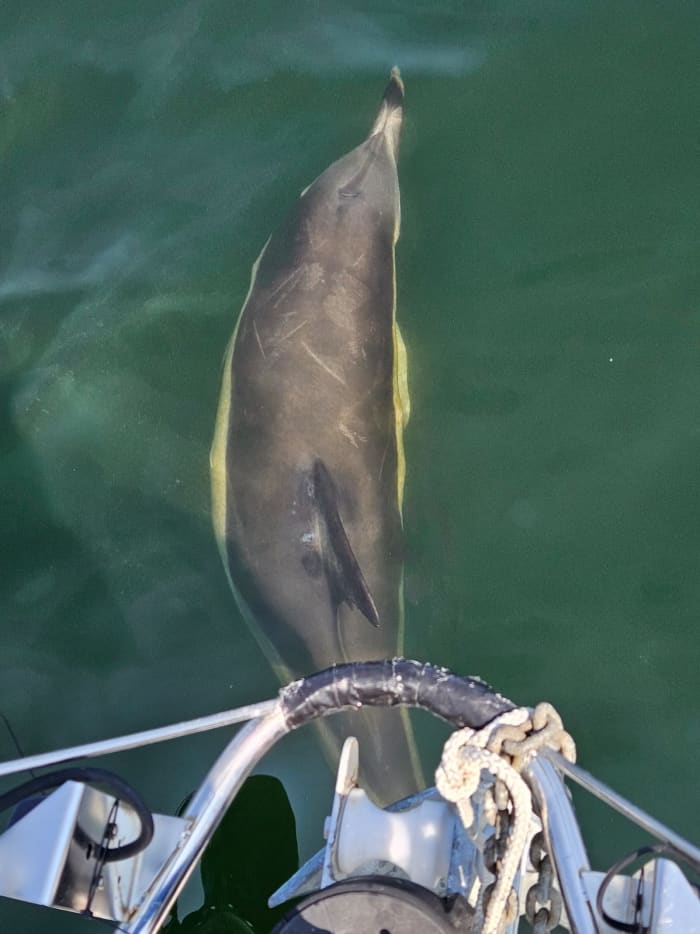Kustflykt från Shell Bay: 8 timmar