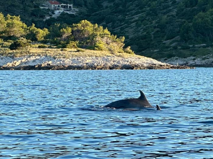 Adriatisch paradijs: 6 uur durende verborgen baaien- en panoramische cruisetocht