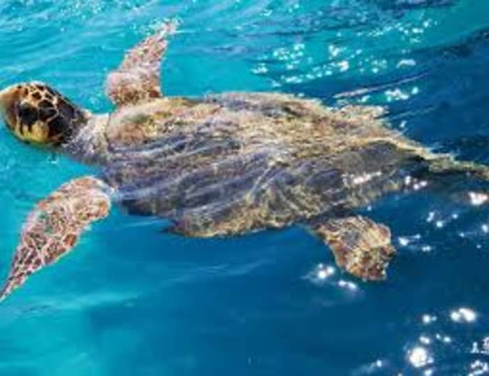 Schildpadden spotten cruise vanuit Zakynthos – Ontdek Turtle Island, Myzithres en Keri Caves