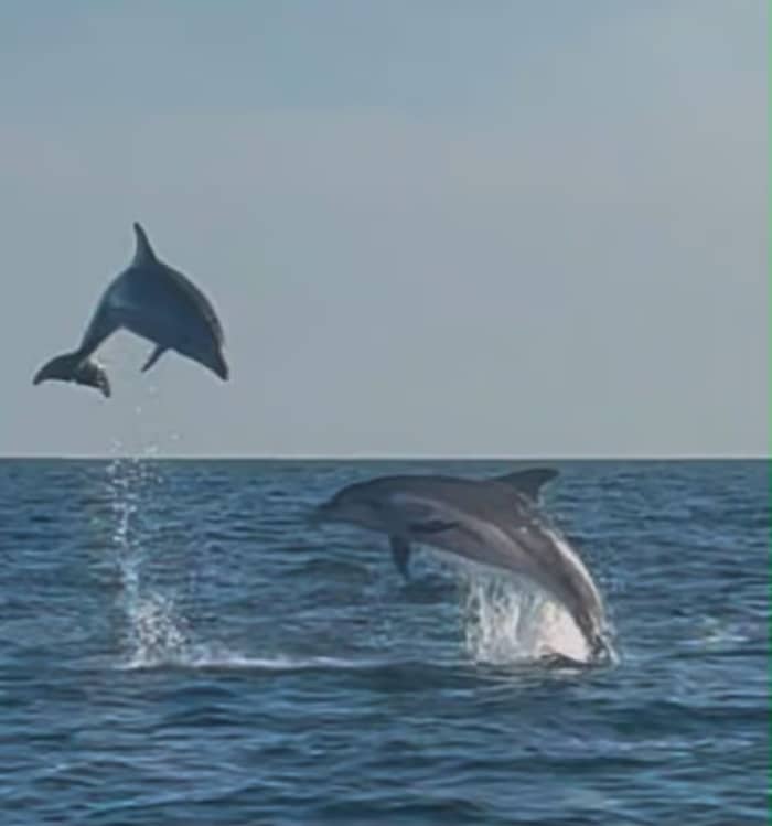 Dolphin watching tour from Poreč: Sea safari at sunset with drinks, private Boat