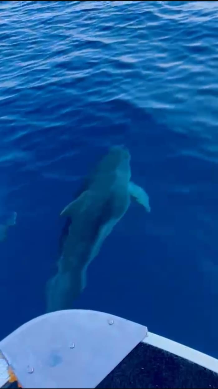 Dolphin watching tour from Poreč: Sea safari at sunset with drinks, private Boat
